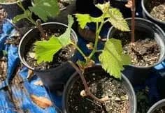 Mengenal Anggur Muscat, Ini Ciri-Ciri dan Cara Budidaya yang Aman!