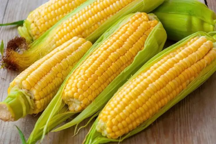 Pemerintah Alokasikan Rp 5 Triliun untuk Serap 1 Juta Ton Jagung Petani