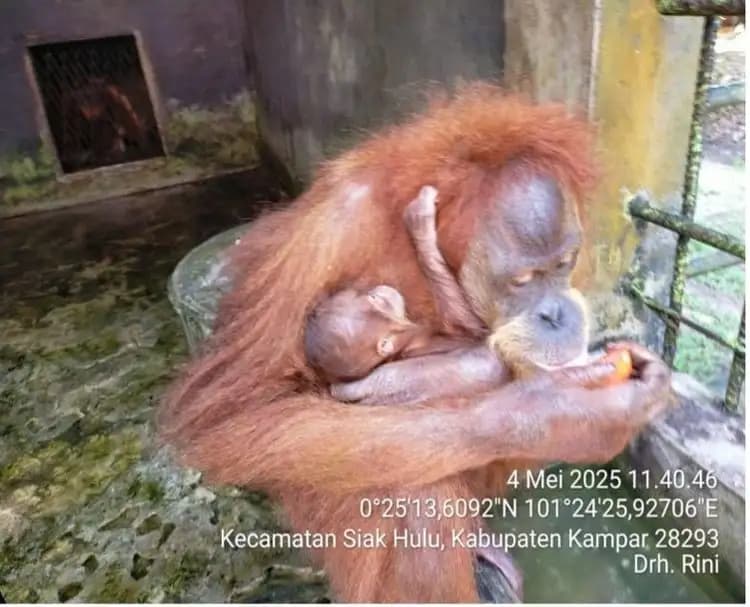 Kabar Gembira dari Riau: Bayi Orangutan Lahir di Lembaga Konservasi Kasang Kulim