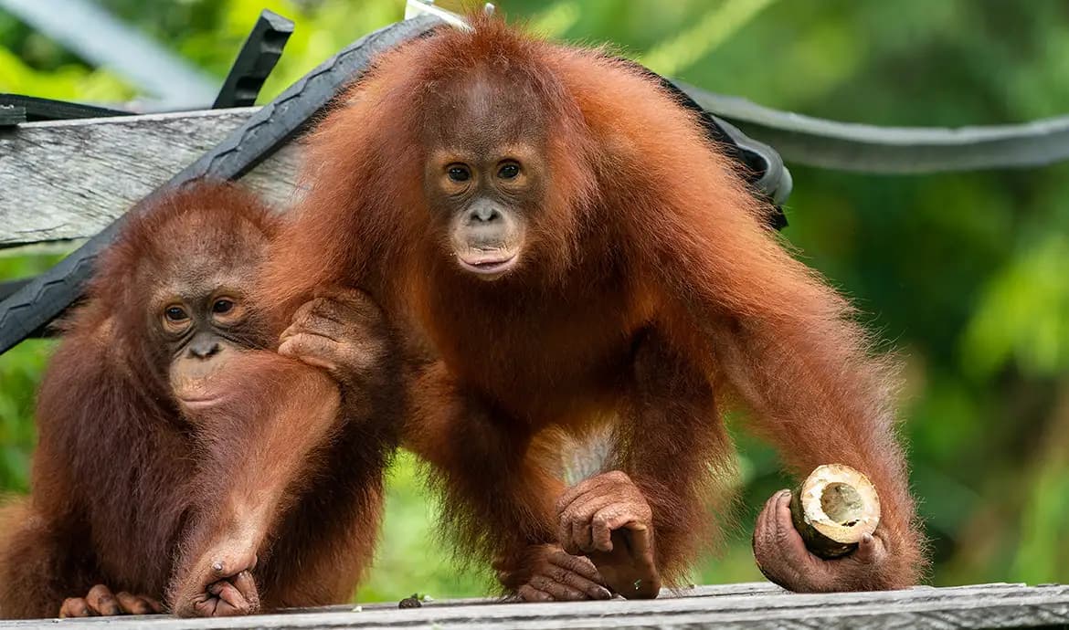 Pelepasliaran Orang Utan di Kalimantan Tengah: Komitmen Nyata untuk Alam dan Masa Depan Bangsa