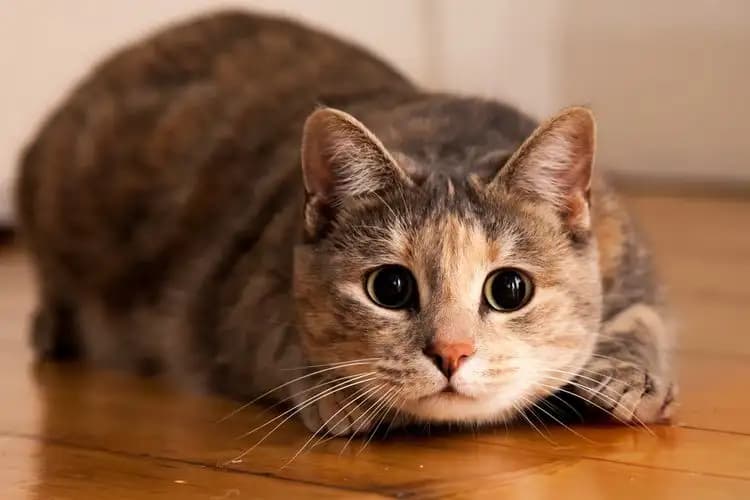 Belasan Kucing Mati Mendadak di Malang, Warga Curiga Ada Aksi Peracunan
