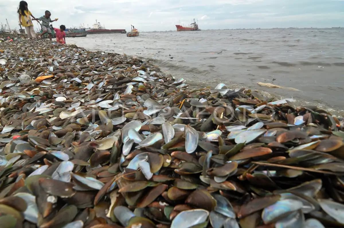 Limbah Kulit Kerang Menumpuk di Cilincing, Warga Desak Pemerintah Segera Bertindak