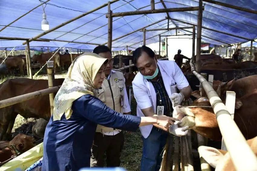 Jelang Iduladha, DKPP Surabaya Periksa Ulang Kesehatan Hewan Kurban
