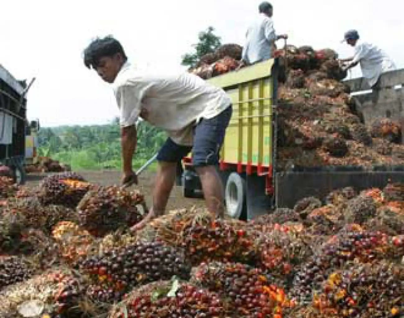 Harga Referensi CPO Turun, Kakao Naik di Juni 2025
