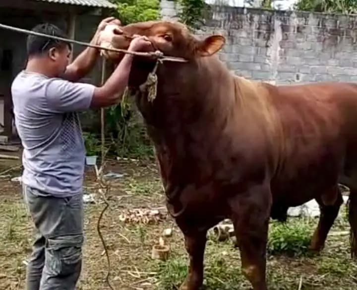 Sapi Jumbo Asal Magelang Jadi Hewan Kurban Presiden Prabowo