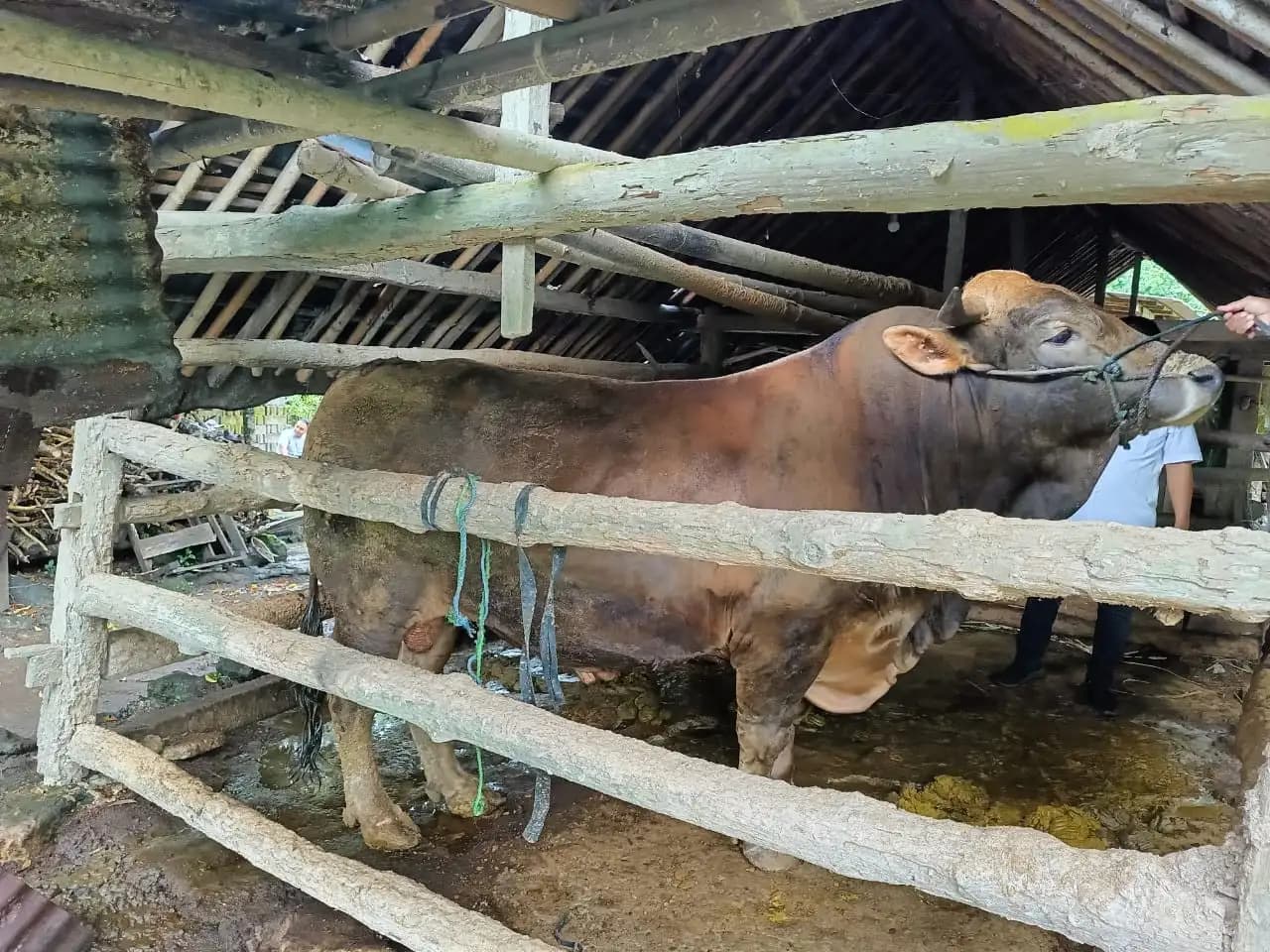 Sapi Kurban Bantuan Presiden Prabowo untuk Penggerobak dan Pasukan Kuning di Yogya