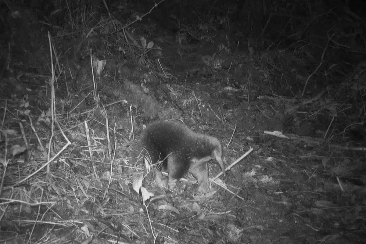Echidna Moncong Panjang Attenborough yang Diduga Punah Ditemukan Kembali di Papua  