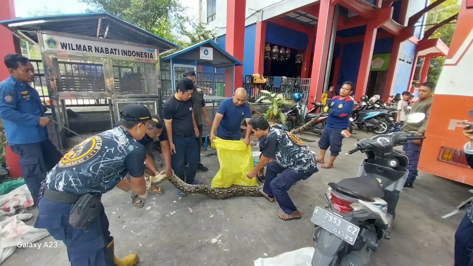 Puluhan Ular Besar Dievakuasi dari Permukiman Gresik, BBKSDA Jatim Selidiki Gangguan Habitat