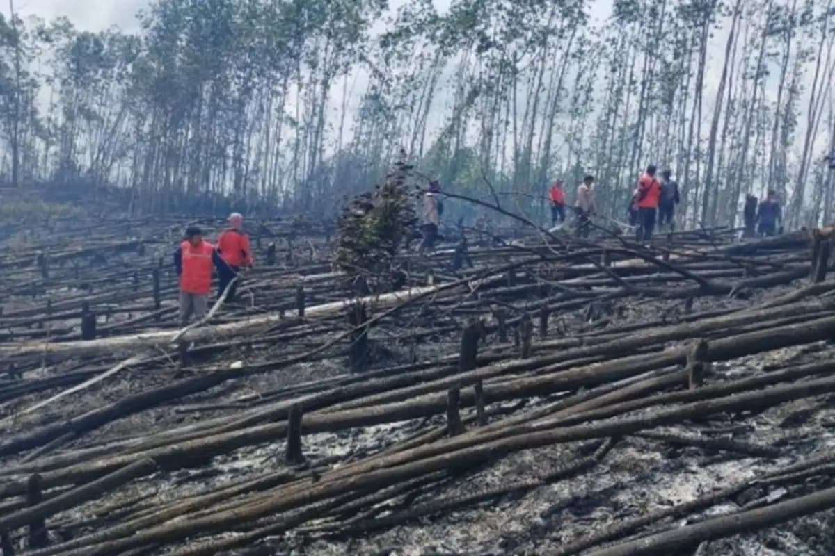 40.000 Hektare Kawasan Tesso Nilo Ditanami Sawit Ilegal, Kemenhut Lakukan Penertiban  