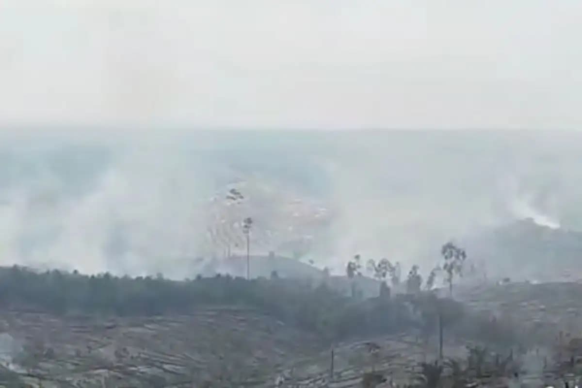 60 Hektare Hutan Lindung Bukit Suligi Riau Terbakar, Diduga Akibat Penebangan Liar  