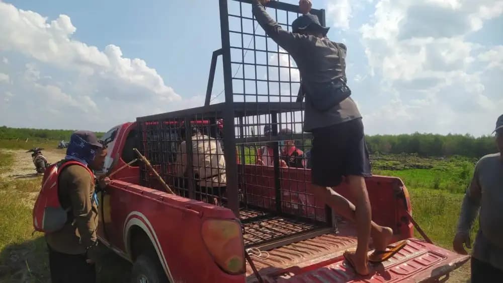 Harimau Sumatera Mangsa Ternak Warga, BBKSDA Riau Lakukan Mitigasi di Pelalawan