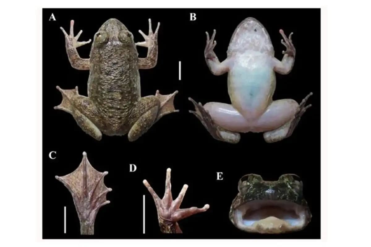BRIN Temukan Dua Spesies Baru Katak Bertaring di Pegunungan Meratus  