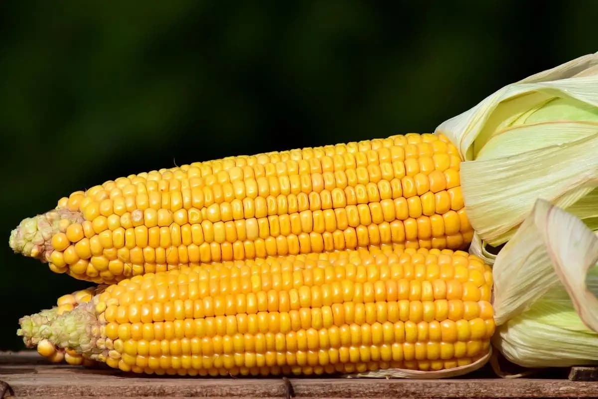 27% Produksi Serealia Global Akan Dialihkan untuk Biofuel pada 2034, Indonesia Jadi Produsen Utama  