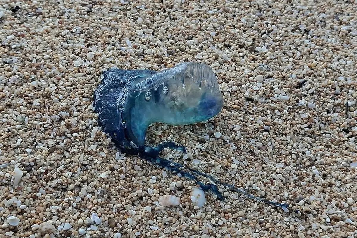 19 Wisatawan Tersengat Ubur-ubur di Pantai Gunungkidul, Satu Orang Pingsan 