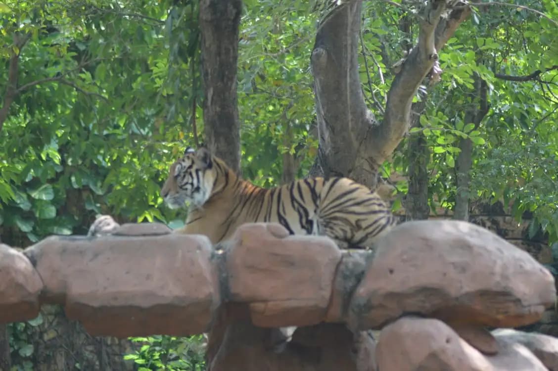 KBS Perkenalkan Harimau Sumatera ‘Rengganis’ untuk Program Pengembangbiakan