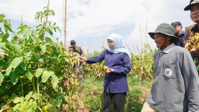Gubernur Jatim Minta Kepala Daerah Serap Tomat Over Supply untuk Cegah Deflasi