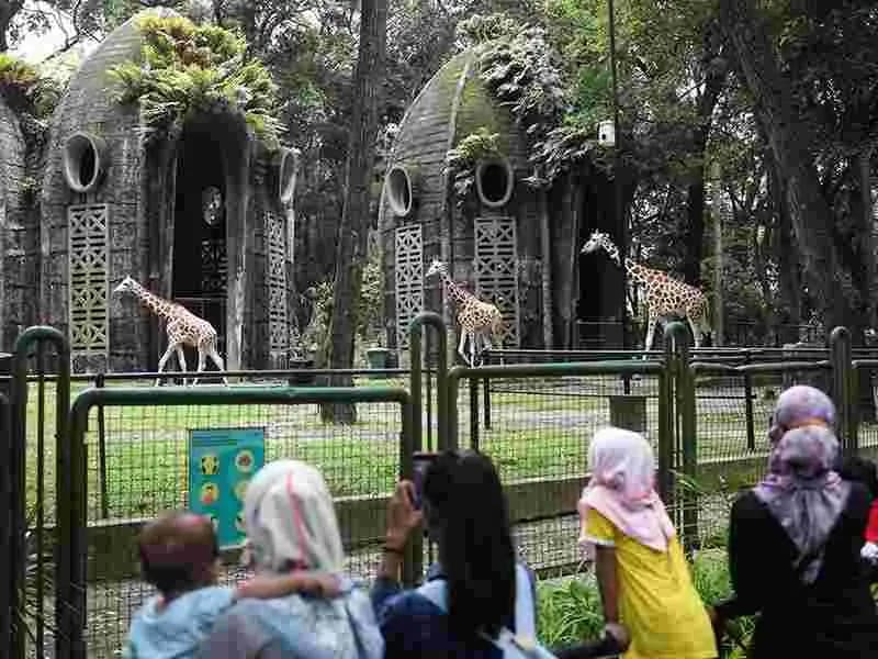 Ragunan Uji Coba Wisata Malam, Warga Bisa Menyapa Satwa Nokturnal
