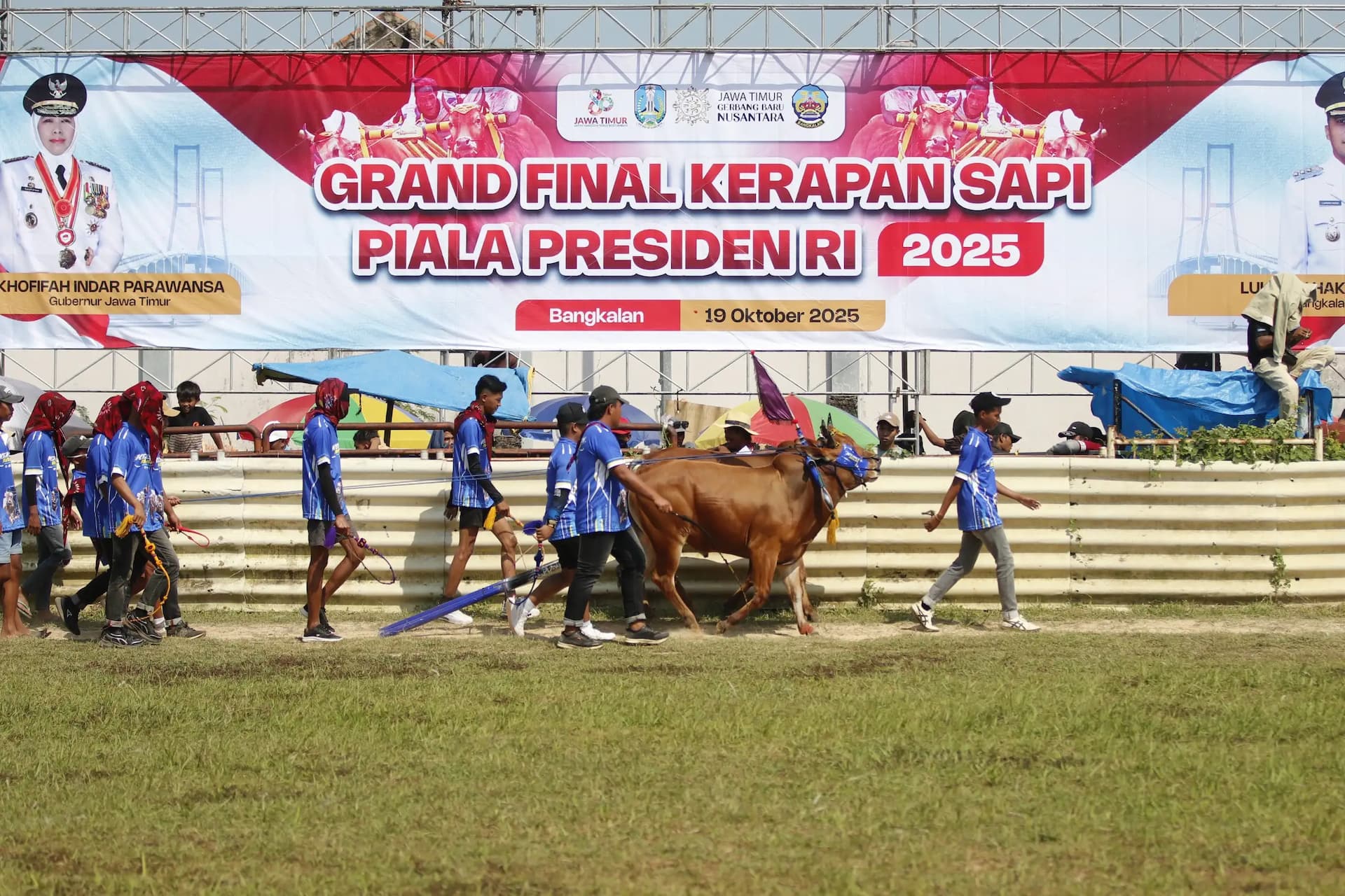 Ribuan Penonton Padati Grand Final Karapan Sapi Piala Presiden 2025 di Bangkalan