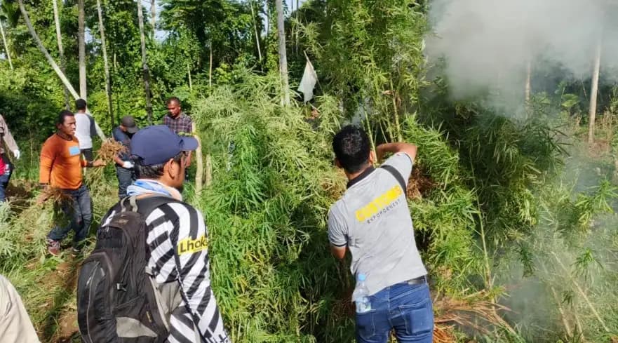 Tim Gabungan Musnahkan 97 Ribu Batang Ganja di Aceh Utara, Berat Capai 69 Ton